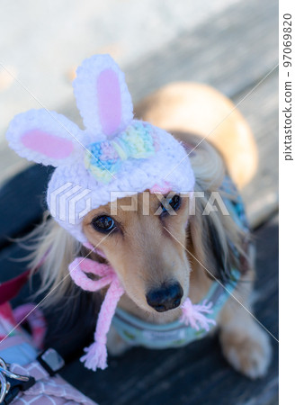 A dachshund taking a walk in the park Rabbit year headgear A dachshund taking a walk in the park Rabbit year headgear 97069820