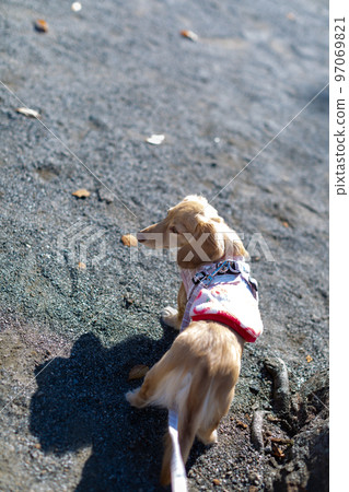 臘腸犬在公園散步 臘腸犬在公園散步 97069821