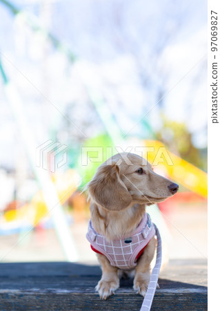 Dachshund taking a walk in the park 97069827