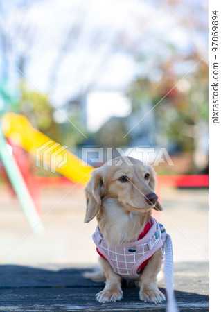 Dachshund taking a walk in the park Dachshund taking a walk in the park 97069894