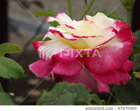 Rose Double Delight 臥式特寫照片 Rose Double Delight 臥式特寫照片 97070400