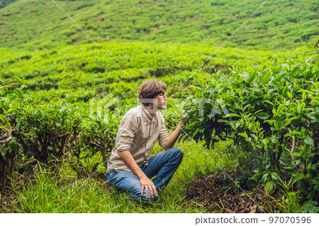 Men tourist at a tea plantation. Natural selected, Fresh tea leaves in tea farm in Cameron Highlands, Malaysia. Ecotourism concept Men tourist at a tea plantation. Natural selected, Fresh tea leaves in tea farm in Cameron Highlands, Malaysia. Ecotourism concept 97070596