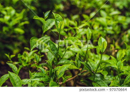 Green tea bud and fresh leaves. Tea plantations 97070664