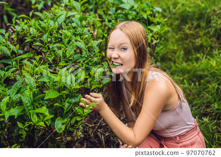 Women tourist at a tea plantation. Natural selected, Fresh tea leaves in tea farm in Cameron Highlands, Malaysia. Ecotourism concept Women tourist at a tea plantation. Natural selected, Fresh tea leaves in tea farm in Cameron Highlands, Malaysia. Ecotourism concept 97070762