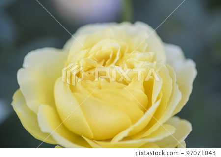 花玫瑰玫瑰黃玫瑰花園花瓣 97071043