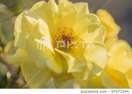 花玫瑰玫瑰黃玫瑰花園花瓣 花玫瑰玫瑰黃玫瑰花園花瓣 97071044