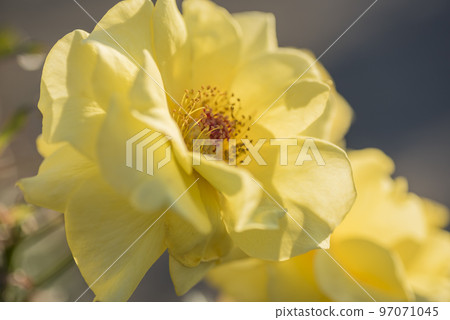 花玫瑰玫瑰黃玫瑰花園花瓣 花玫瑰玫瑰黃玫瑰花園花瓣 97071045