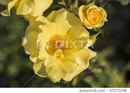 flower rose rose yellow rose garden petals flower rose rose yellow rose garden petals 97071046