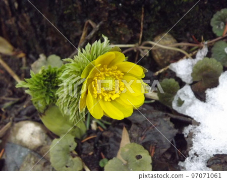 Adonis close-up photo 97071061