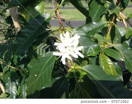 Pretty white flowers of the coffee tree Big Island of Hawaii Pretty white flowers of the coffee tree Big Island of Hawaii 97071062