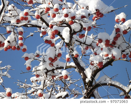 紅南天雪幸運符 紅南天雪幸運符 97071063