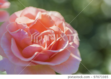 Flower rose rose pink red rose garden petals Flower rose rose pink red rose garden petals 97071085