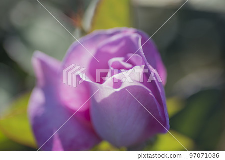 Flower rose rose purple pink red rose garden petals Flower rose rose purple pink red rose garden petals 97071086