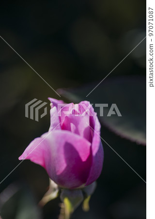 Flower rose rose purple pink red rose garden petals Flower rose rose purple pink red rose garden petals 97071087