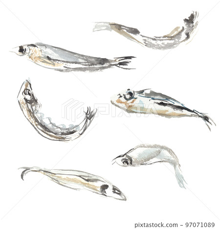 水彩畫的干沙丁魚插圖 97071089