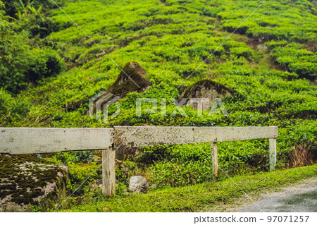 Amazing landscape view of tea plantation in sunset, sunrise time. Nature background with blue sky and foggy Amazing landscape view of tea plantation in sunset, sunrise time. Nature background with blue sky and foggy 97071257