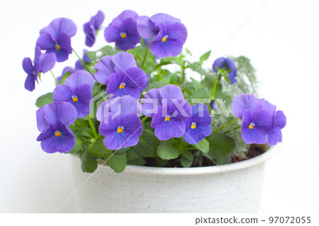 Blue-purple violet viola 97072055