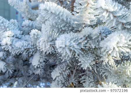 Frosty fir tree with shiny ice frost in snowy forest park. Christmas tree covered hoarfrost and in snow. Tranquil peacful winter nature. Extreme north low temperature, cool winter weather outdoor 97072196