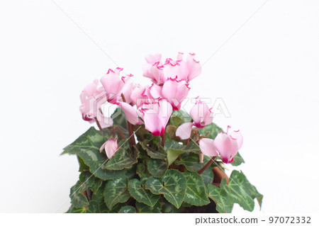 soft pink cyclamen 97072332