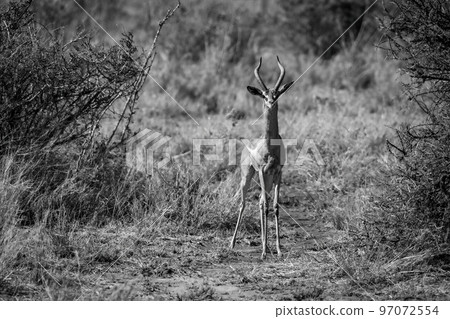 Mono gerenuk stands watching camera between bushes 97072554