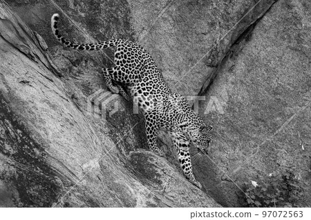 Mono leopard climbs down rock towards bush 97072563