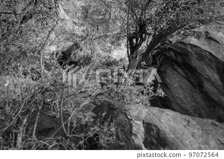 Mono leopard cub looking through rocky undergrowth 97072564