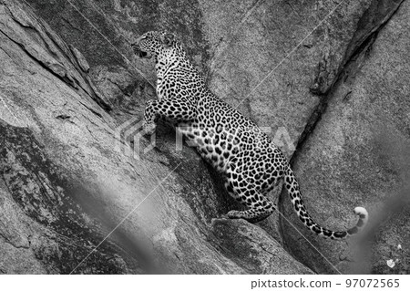 Mono leopard jumps up steep rock face Mono leopard jumps up steep rock face 97072565