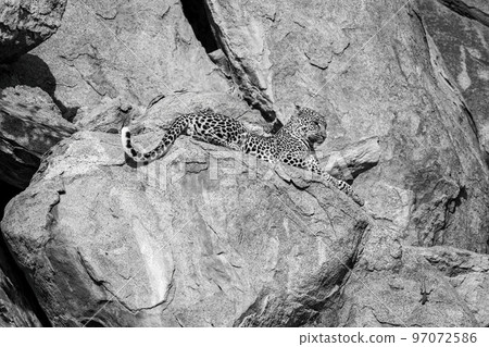 Mono leopard on rocky ledge looking down 97072586