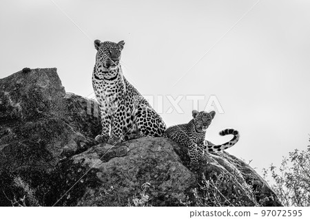 Mono leopard sits beside cub on rock 97072595