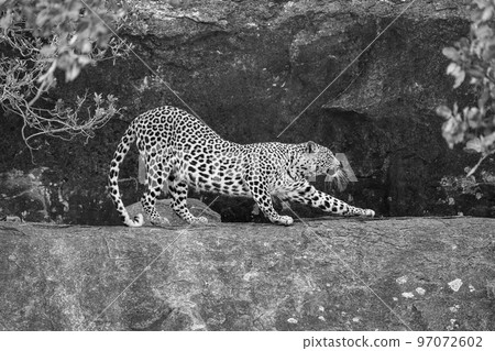 Mono leopard starts to stretch on ledge 97072602
