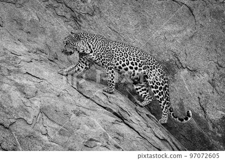 Mono leopard walks up steep rock face 97072605