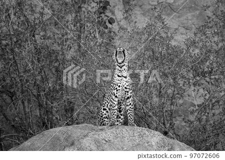 Mono leopard yawning on rock near bushes 97072606