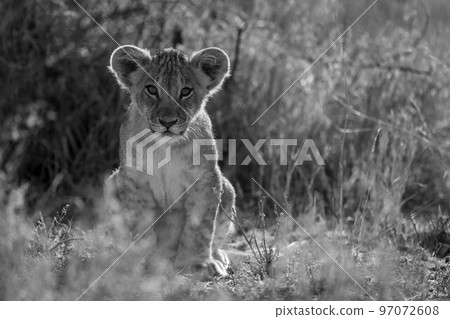 Mono lion cub in grass facing camera 97072608