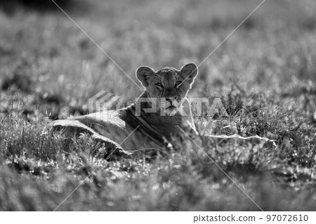 Mono lioness lies in grass eyeing camera 97072610