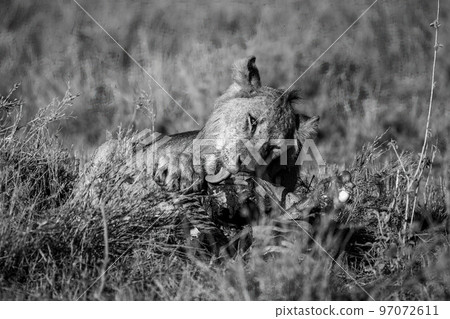 Mono male lion lies licking bloody bones 97072611