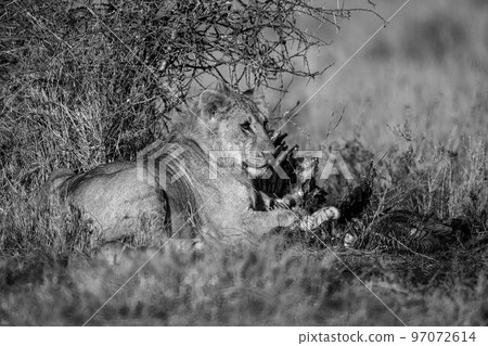 Mono male lion lies with bloody carcase 97072614