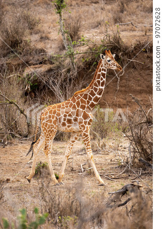 Reticulated giraffe walks along dry shallow gully Reticulated giraffe walks along dry shallow gully 97072628
