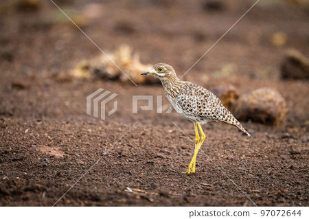 Spotted thick-knee stands in profile on ground Spotted thick-knee stands in profile on ground 97072644