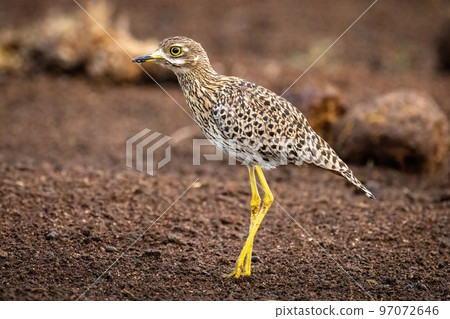 Spotted thick-knee stands on ground bending leg Spotted thick-knee stands on ground bending leg 97072646