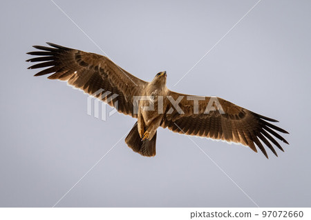 Tawny eagle glides through sky spreading wings Tawny eagle glides through sky spreading wings 97072660