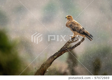 Tawny eagle on dead branch in rain 97072669