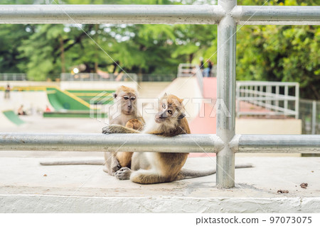 Two monkeys sit on a sports field and look for fleas from each other 97073075