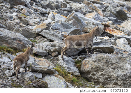Alpine ibex (Capra ibex) in the Swiss Alps Alpine ibex (Capra ibex) in the Swiss Alps 97073120