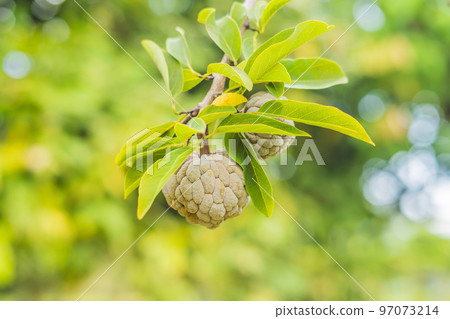 Young woman feeding an African Sacred ibis 97073214