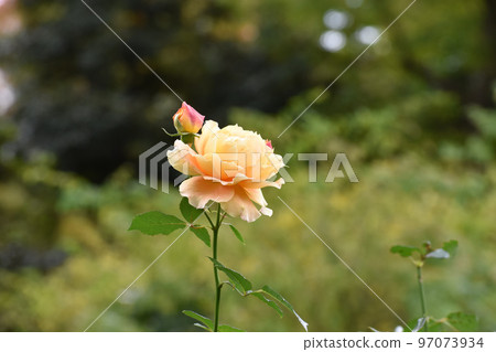 開花在秋天玫瑰園的橙色玫瑰 開花在秋天玫瑰園的橙色玫瑰 97073934