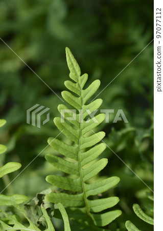 Common polyoidy Common polyoidy 97077112