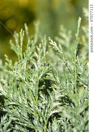 Lawsons Cypress Pearly Swirls 97077113