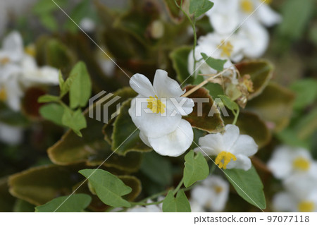 Wax begonia Wax begonia 97077118