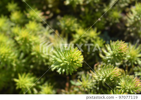Rock stonecrop Angelina Rock stonecrop Angelina 97077119