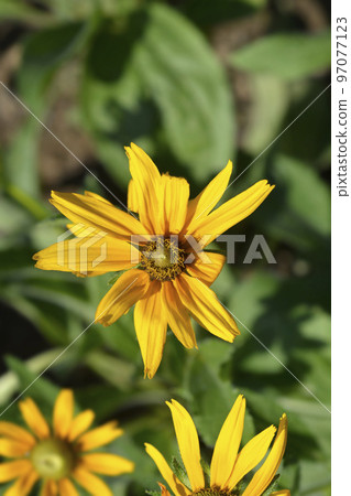 Gloriosa Daisy Irish Eyes 97077123